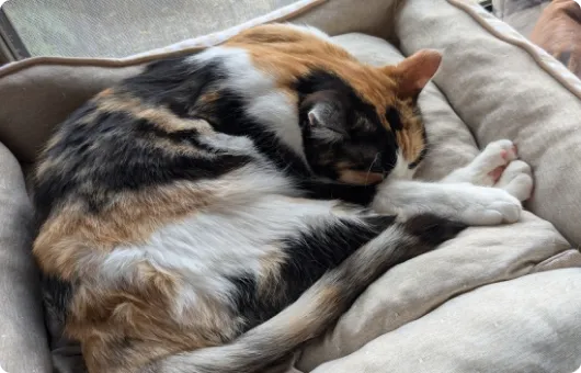 安らかに眠る猫