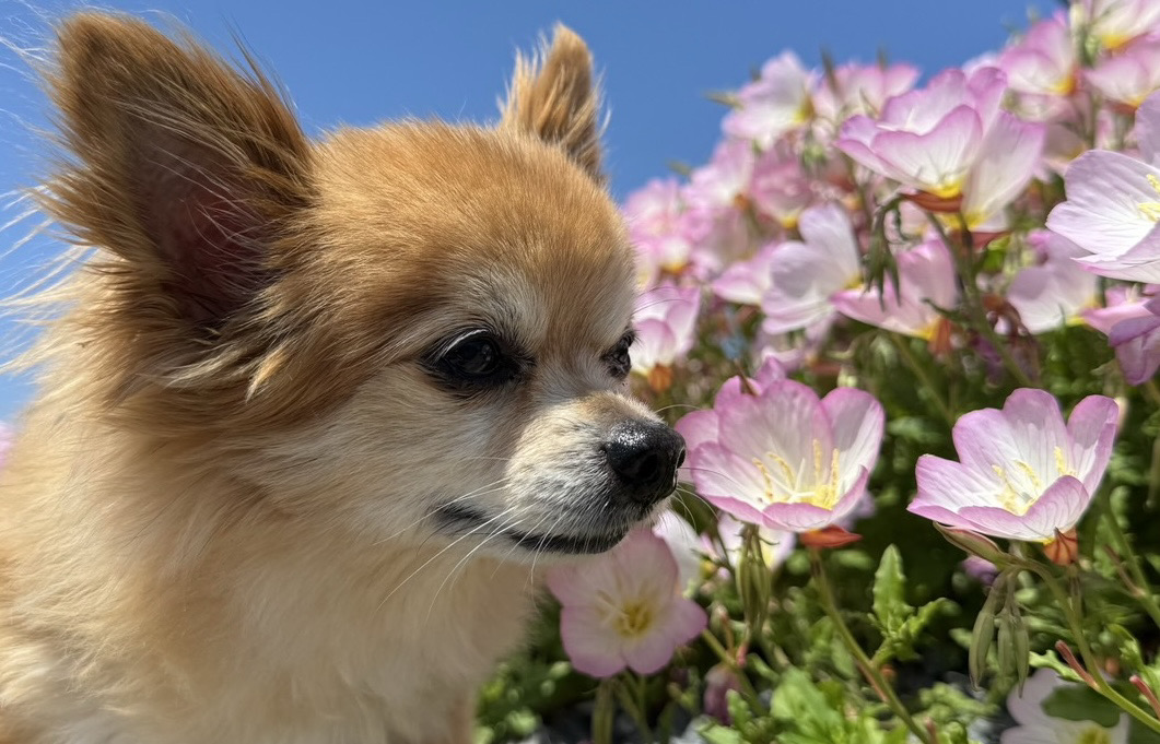 花のそばで過ごす犬