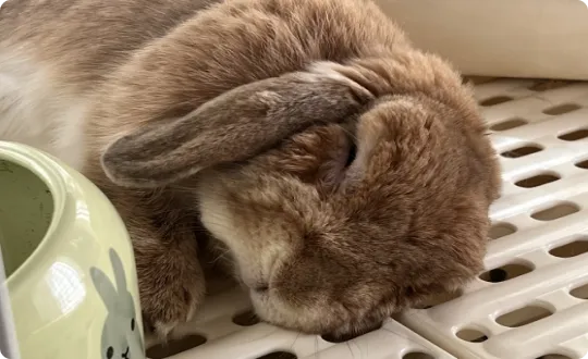 うさぎ