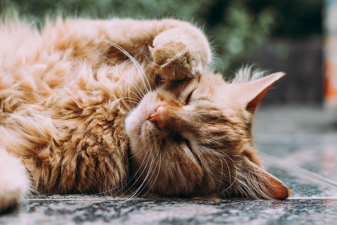 猫